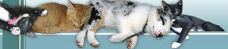 CaringForYourCat.com | Learn to care for a cat with fun and interesting cat articles.